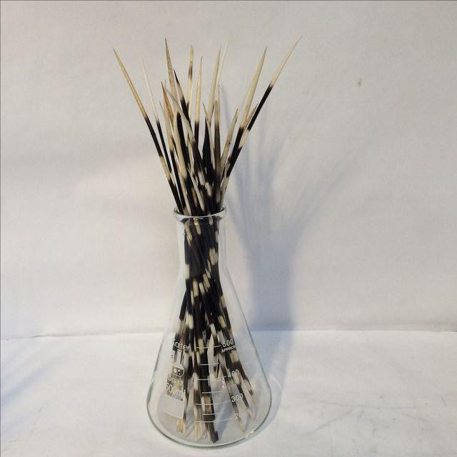 porcupine quill glass - Gem